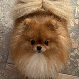Mango - Pomeranian