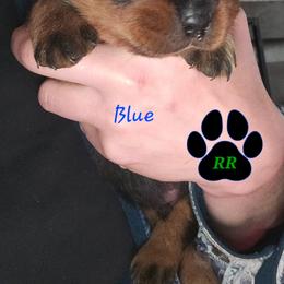 Blue - Black and mahogany male Rottweiler puppy in Tangent, Oregon from Raya's Royals