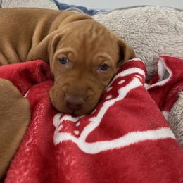 Vizsla Puppies from Valor Vizsla's