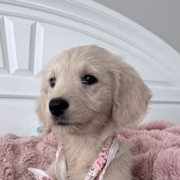 Goldendoodle, Golden Retriever, Poodle, and Shih Tzu Puppies from Platinum Paws Puppies