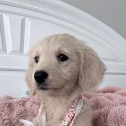 Goldendoodle, Golden Retriever, Poodle, and Shih Tzu Puppies from Platinum Paws Puppies