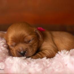 Brittany and Cavalier King Charles Spaniel Puppies from Katy Cavaliers & Barefoot Days Brittanys