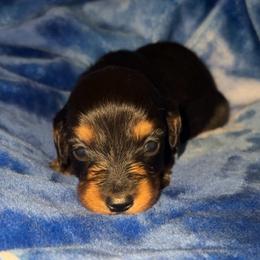 Georgette - Black and tan female Dachshund puppy in Goldthwaite, Texas from Mini Mama Dachshunds
