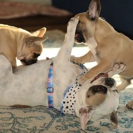 French Bulldog Puppies from Camp Fine Frenchies
