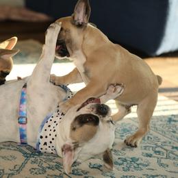 French Bulldog Puppies from Camp Fine Frenchies