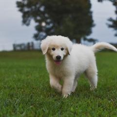 Border Collie, Bordoodle, and Maremma Sheepdog Puppies from 2J 2K Border Collies