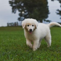 Border Collie, Bordoodle, and Maremma Sheepdog Puppies from 2J 2K Border Collies