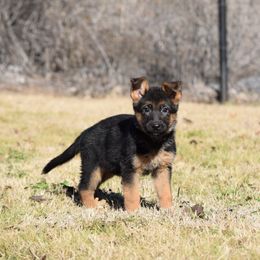 German Shepherd Puppies from Brittany Wilkins
