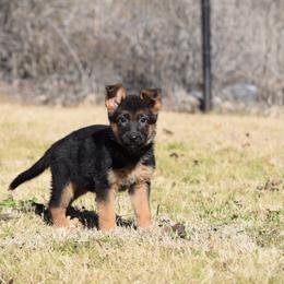 German Shepherd Puppies from Brittany Wilkins