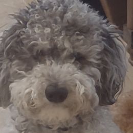 Mando - Whoodle