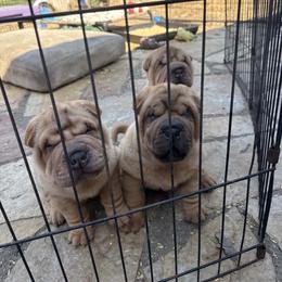Girl 1 - Red fawn female Chinese Shar-Pei puppy in Fairfield, Texas from Majesty SharPei