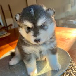 Driggs - Black and white male Pomsky puppy in Rathdrum, Idaho from Smart Pomskies and Frenchies