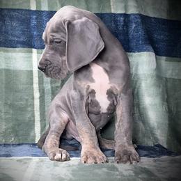 Great Dane Puppies from North Cedar Danes