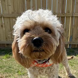 Honeybun - Cavapoo