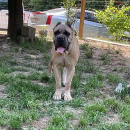 Edard - Cane Corso