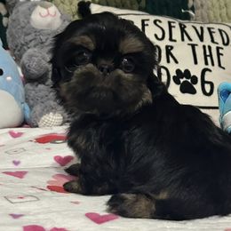 Poodles and Shih Tzus from Pauley’s Shihtzus and Poodles