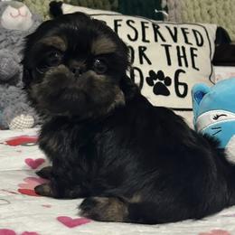 Poodles and Shih Tzus from Pauley’s Shihtzus and Poodles