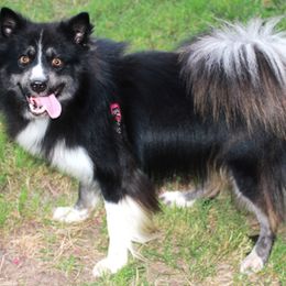 Riley - Pomsky puppy from Highpoint Pomskies