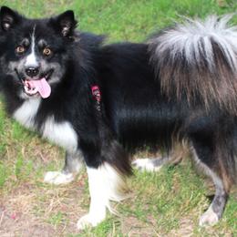 Riley - Pomsky puppy from Highpoint Pomskies