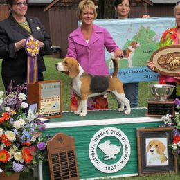 Beagles from Bridgehill Beagles