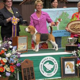 Beagles from Bridgehill Beagles