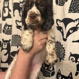 Rio - Liver white and tan female English Springer Spaniel puppy in Huntingdon, Pennsylvania from Indian Creek Springers and Doxies