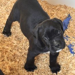 Gorgi-Black Girl 2 - Black female Cane Corso puppy in Compton, California from Urban League Cane Corso