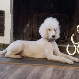 Shine - Poodle