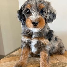 Sol - Blue merle female Bernedoodle puppy in Horseshoe Bend, Idaho from Over the Moon Poodles and Doodles