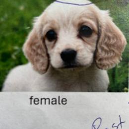 Ginger - Cream female Dachshund puppy in Watertown, Massachusetts from Jae’s Puppy House