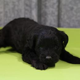 Kacia - Cream female Whoodle puppy in West Bend, Iowa from Blue Skies Terriers