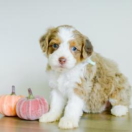 Maizie - female Australian Mountain Doodle puppy in Spanish Fork, Utah from K Brand Doodles