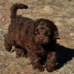 Australian Labradoodles from Rocky Mountain Labradoodles