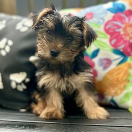 Yorkshire Terrier Puppies from Celestial Family Terriers (Yooper Yorkies)