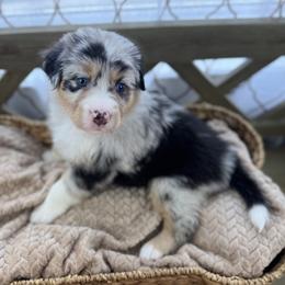 Girl 2: Violet - Blue merle female Australian Shepherd puppy in Volant, Pennsylvania from Addie's Aussies