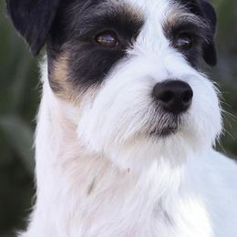 Russell Terriers from Hunt Valley Russell Terriers