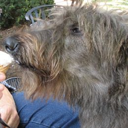 Lurchers and Salukis from Ashir Kennels