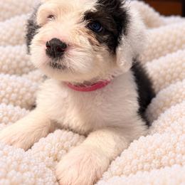 Pink - Gray and white female Old English Sheepdog puppy in Iowa from Midwest Puppy Paws