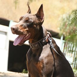 Diesel - Doberman Pinscher