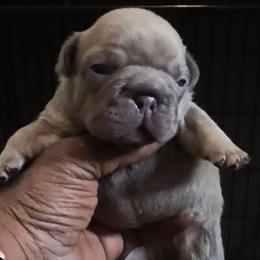 Forrest - Blue male French Bulldog puppy in Charlotte, North Carolina from Solid Bulls Kamp LLC