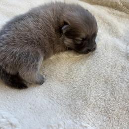 Pomeranian Puppies from Tinkerpoms