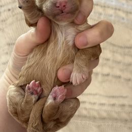 Goldendoodle Puppies from Sweet Doodles of Alabama
