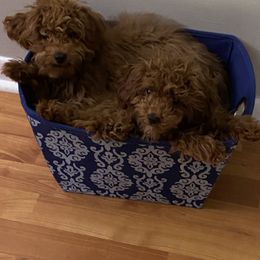 Assorted Doodle Crosses and Poodle Puppies from Merlin’s Kennel