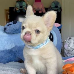 French Bulldog Puppies from LCBMM