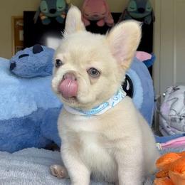 French Bulldog Puppies from LCBMM