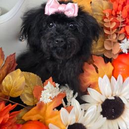 Mia - Black female Poodle puppy in Washington from Mt.BakerPoodles&Doodles