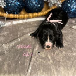 Violet - female Golden Mountain Doodle puppy in Rockville, Minnesota from Bracha Poodles & Doodles