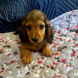 Cadburry egg - Red male Dachshund puppy in Wolf Lake, Indiana from Canisteo Dachshunds