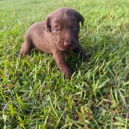 Marnie - Chocolate female Labrador Retriever puppy in Carriere, Mississippi from Cajun Water Retrievers