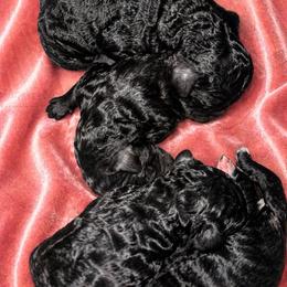 Girl 2 - Black female Poodle puppy in Bremen, Georgia from Kelley’s Poodle Patch